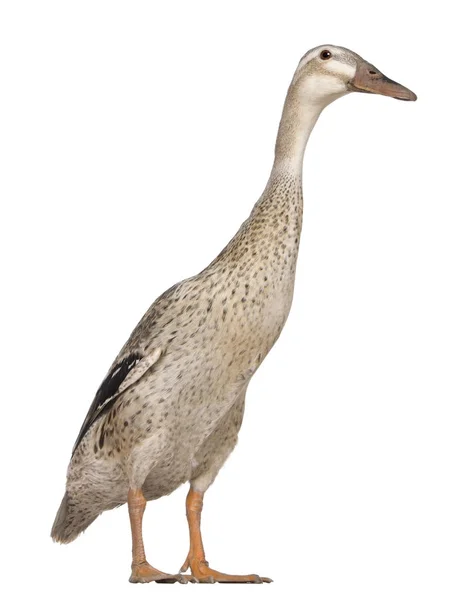Female Indian Runner Duck, 3 years old, standing in front of whi — Stock Photo, Image