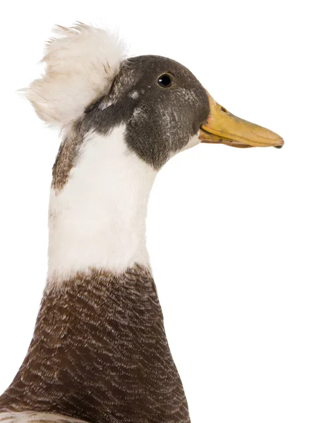 Close-up headshot of Male Crested Duck, 3 years old, standing in — Stock Photo, Image