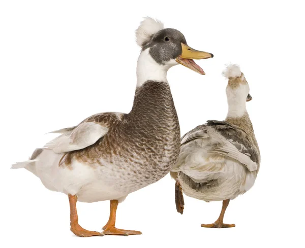 Masculino e feminino Patos Crested, 3 anos, de pé em frente ao fundo branco — Fotografia de Stock