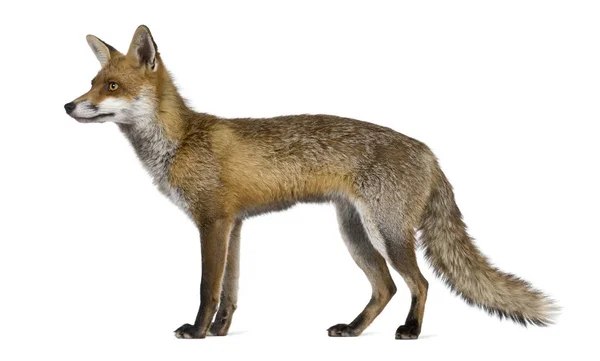 Πλάγια όψη της κόκκινης αλεπούς, 1 έτους, στέκεται μπροστά από το λευκό bac — Φωτογραφία Αρχείου