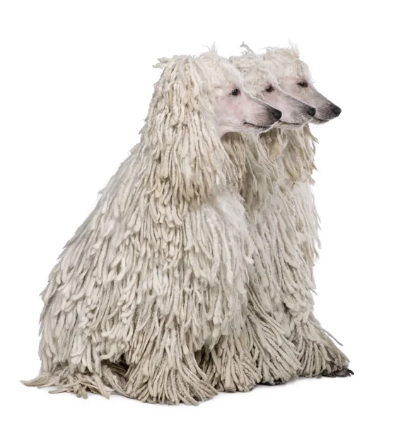 Three White Corded standard Poodles sitting in front of white background — Stock Photo, Image