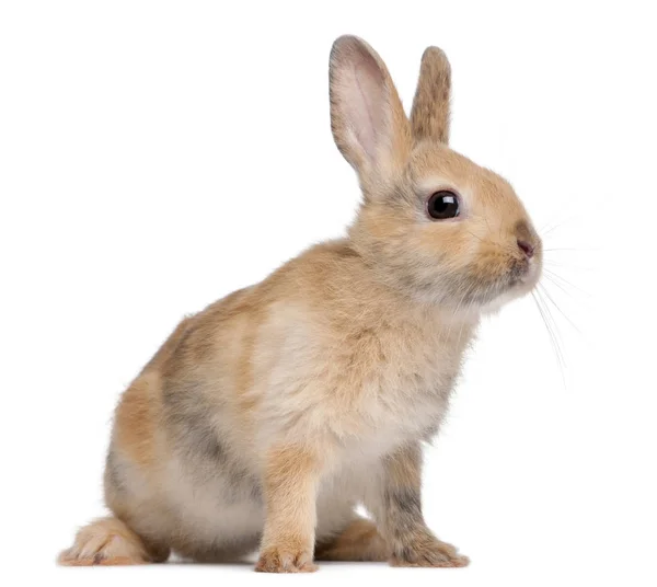 Retrato de um Coelho Europeu, Oryctolagus cuniculus, sentado em — Fotografia de Stock