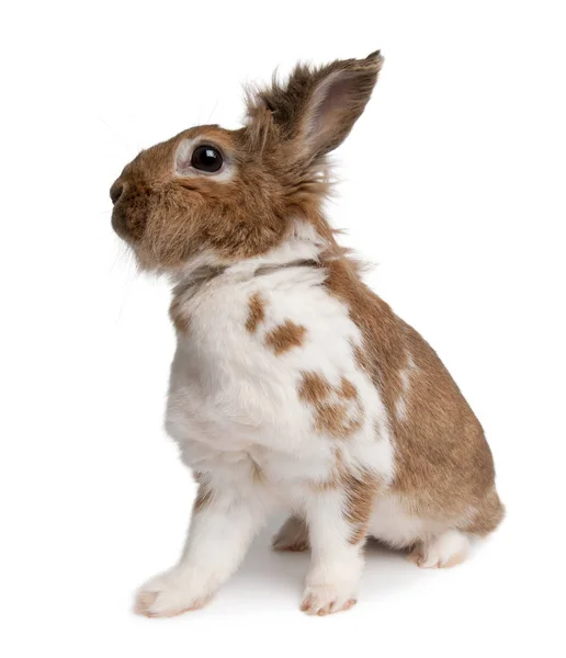Porträtt av en europeisk kanin, Oryctolagus cuniculus, sitter i — Stockfoto