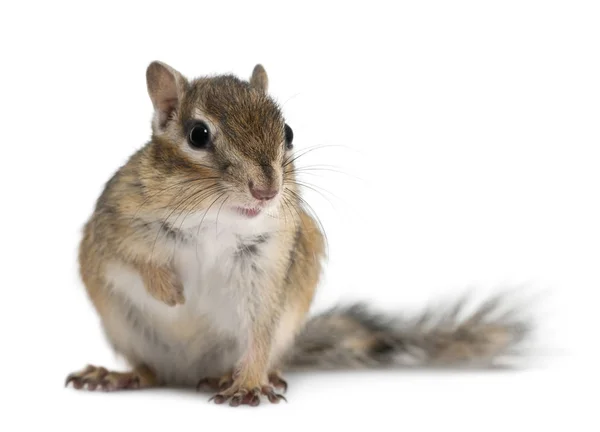 Siberian chipmunk, Euamias sibiricus, sitting in front of white — Stock Photo, Image