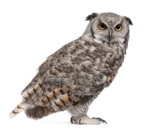 Great Horned Owl, Bubo Virginianus Subarcticus, in front of whit — Stock Photo, Image