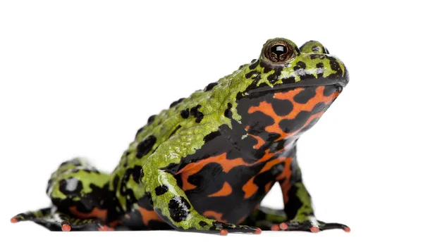 Oriental Fire-bellied Toad, Bombina orientalis, in front of whit — Stock Photo, Image