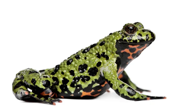 Sapo de barriga de fogo oriental sorridente, Bombina orientalis, na frente — Fotografia de Stock