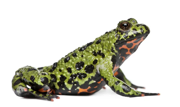 Oriental Fire-bellied Toad, Bombina orientalis, in front of whit — Stock Photo, Image