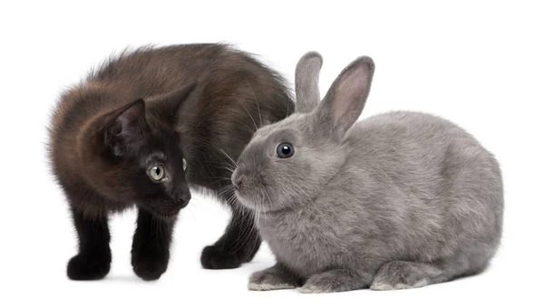 Gatito negro jugando con conejo delante de fondo blanco — Foto de Stock