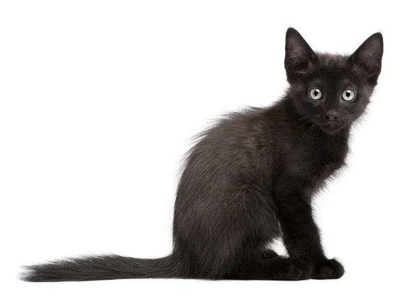 Gatinho preto sentado na frente do fundo branco — Fotografia de Stock