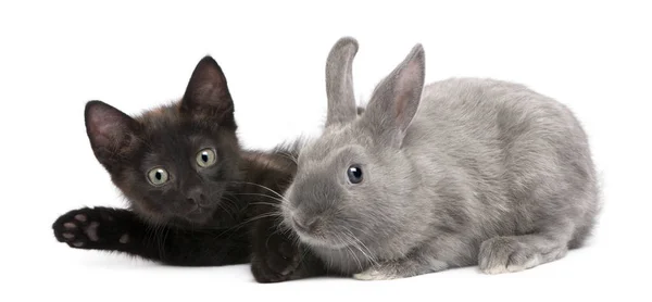 Gatinho preto brincando com coelho na frente do fundo branco — Fotografia de Stock