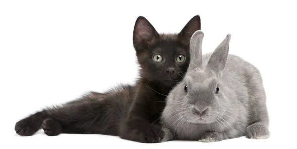 Gatito negro jugando con conejo delante de fondo blanco — Foto de Stock