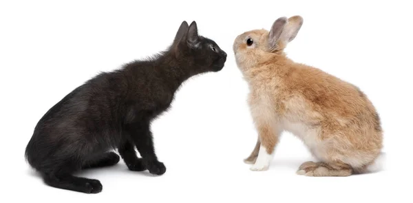 Gatito negro cara a cara con conejo en frente de fondo blanco — Foto de Stock