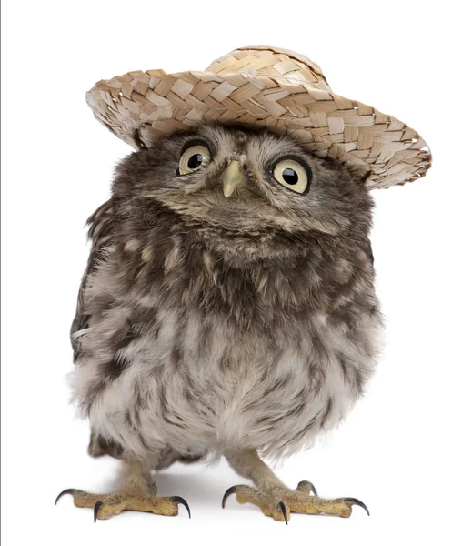 Young owl wearing a hat in front of white background — Stock Photo, Image