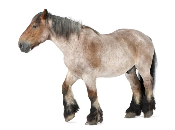 Belgian horse, Brabancon, 16 years old, walking in front of — Stock Photo, Image