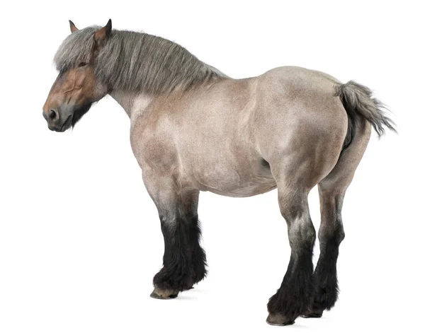 Бельгийская лошадь, Бельгийская тяжёлая лошадь, Брабансон, конный бридж — стоковое фото