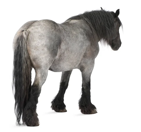 Belgisches Pferd, brabancon, 16 Jahre alt, zu Fuß vor dem — Stockfoto