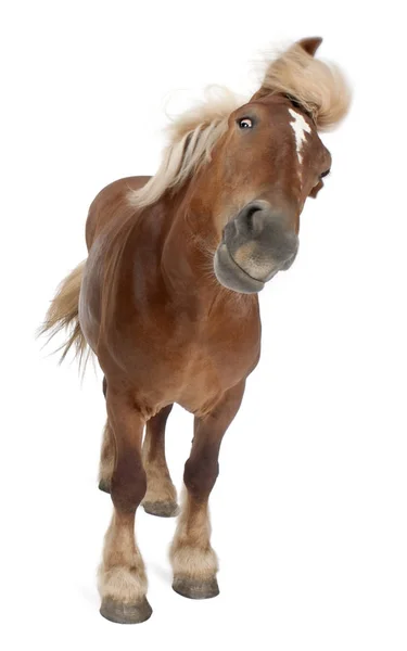 Caballo belga, Caballo pesado belga, Brabancon, un caballo de tiro bre — Foto de Stock