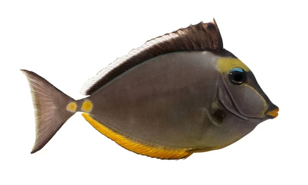 Smoothheaded unicornfish, Naso lituratus, voor witte backg — Stockfoto