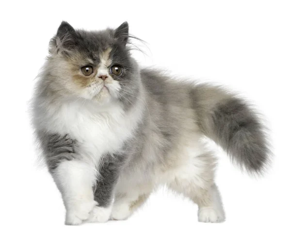 Персидский котенок, 3 месяца, стоящий перед белой задницей — стоковое фото