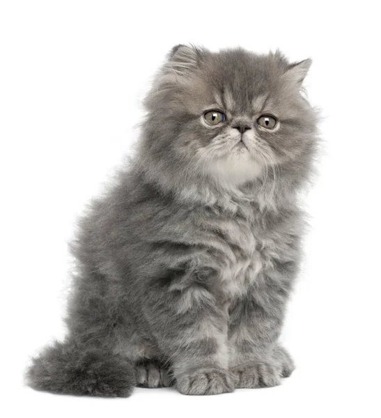 Persian kitten, 2 months old, sitting in front of white backgrou — Stock Photo, Image