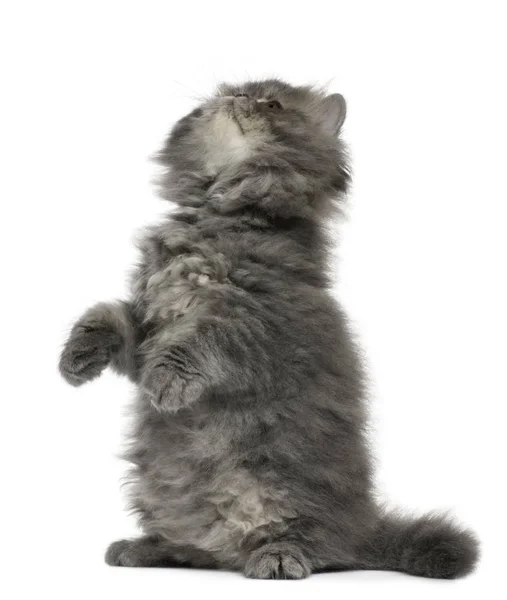 Persian Kitten, 2 months old, sitting in front of white backgrou — Stock Photo, Image