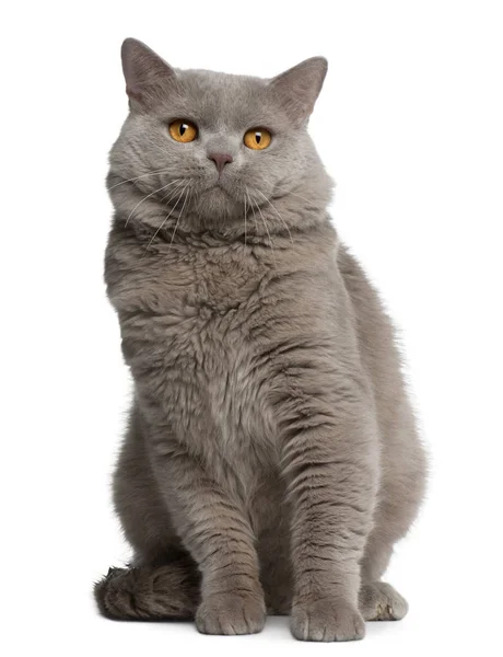 British Shorthair cat, 18 months old, sitting in front of white — Stock Photo, Image