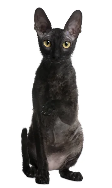 Cornish Rex cat, 1 year old, sitting in front of white backgroun — Stock Photo, Image