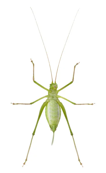 Kvinnliga spräckliga bush-cricket, Leptophyes punctatissima, framför vit bakgrund — Stockfoto