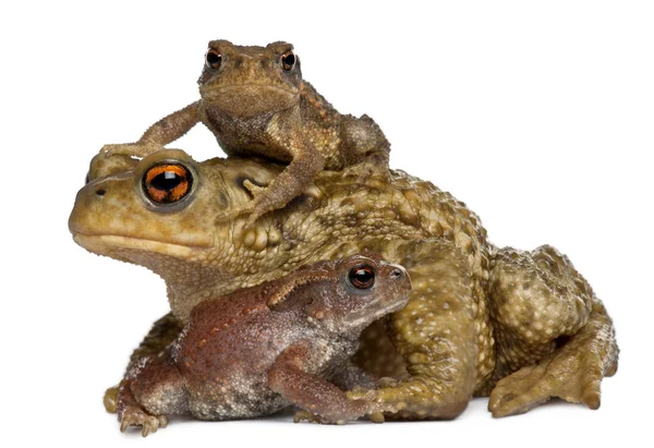 Mãe sapo comum e seus bebês, bufo bufo, na frente do branco — Fotografia de Stock