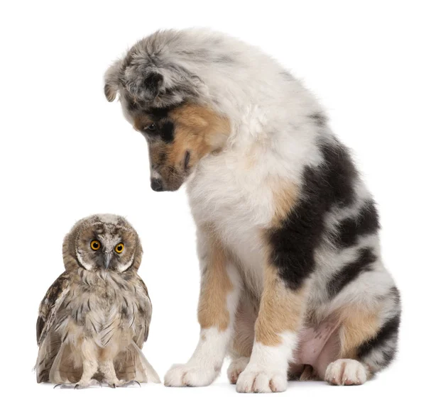 Eurasian Scops-owl, Otus scops, 2 months old, and Australian She — Stock Photo, Image