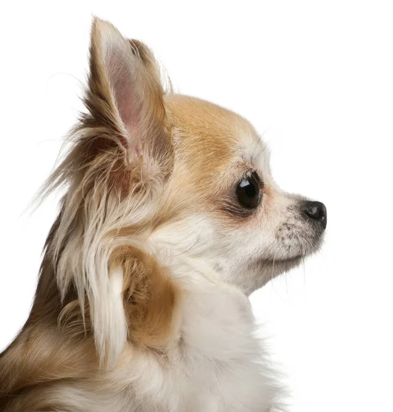 Chihuahua, 5 lat, przed białym tle — Zdjęcie stockowe