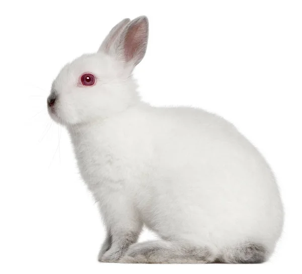 Conejo blanco, de 4 meses de edad, sentado frente al fondo blanco —  Fotos de Stock