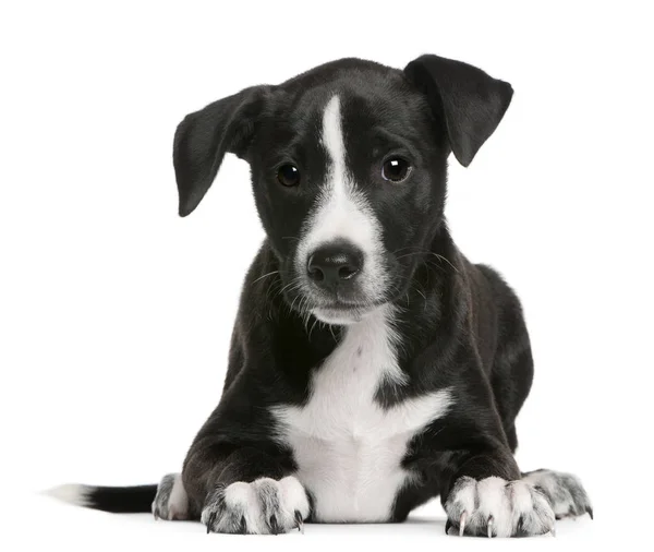 국경 콜 리 강아지, 2 개월, 흰색 배경 앞에 거짓말 — 스톡 사진