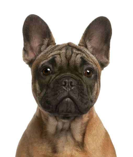 Close-up van Franse bulldog pup, 4 maanden oud, tegenover whit — Stockfoto
