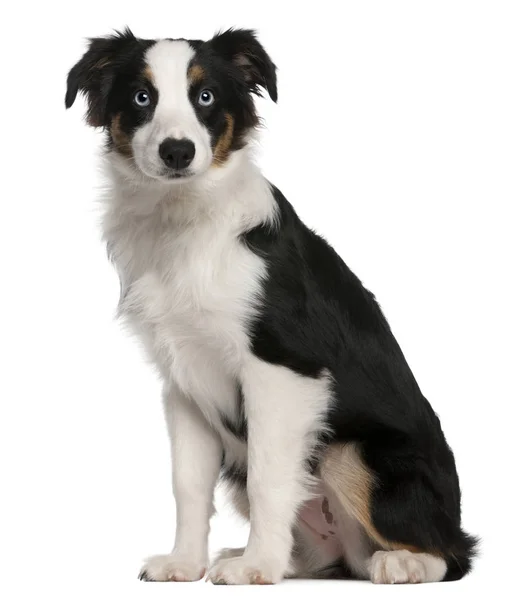 Australian Shepherd puppy, 5 months old, sitting in front of whi — Stock Photo, Image
