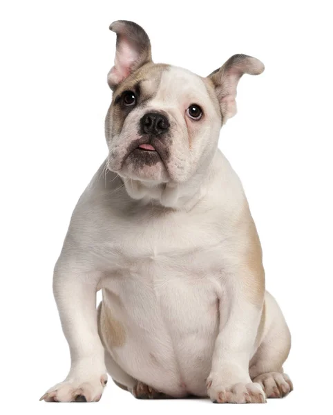 İngilizce bulldog, 4 ay yaşlı, beyaz backgro önünde oturan — Stok fotoğraf