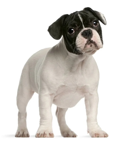 French bulldog puppy, 4 months old, standing in front of white b — Stock Photo, Image