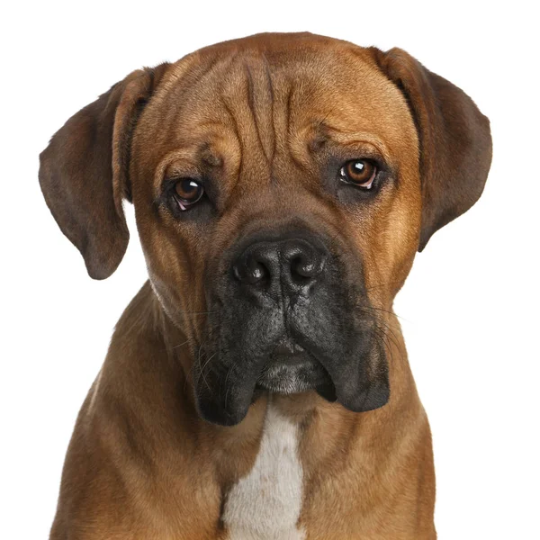 Close-up of Cane Corso, 9 months old, in front of white backgrou — Stock Photo, Image