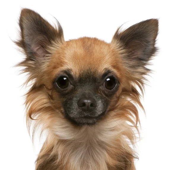 Close-up de Chihuahua, 17 meses, em frente ao fundo branco — Fotografia de Stock