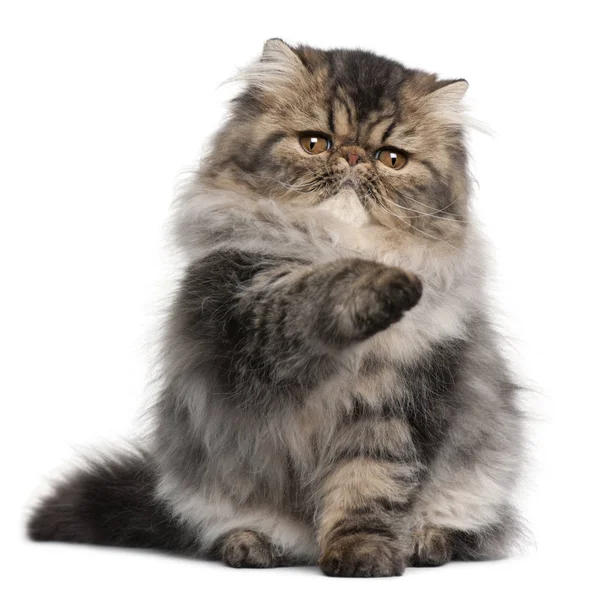 Persian kitten, 4 months old, with paw up in front of white background — Stock Photo, Image