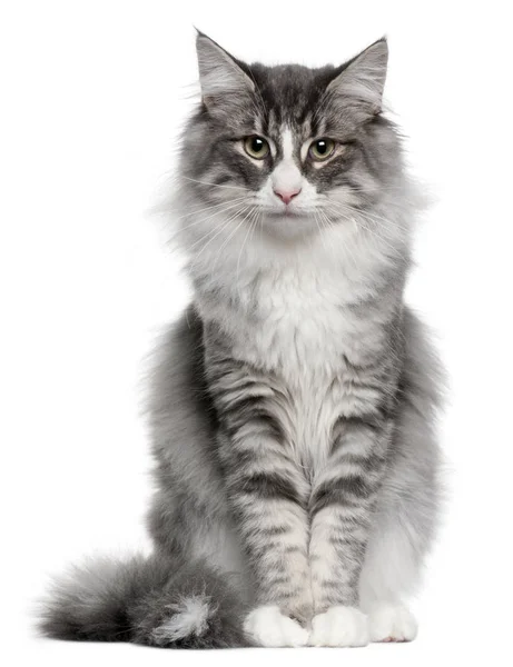 Norwegian Forest Cat, 5 mesi, seduta davanti allo sfondo bianco — Foto Stock