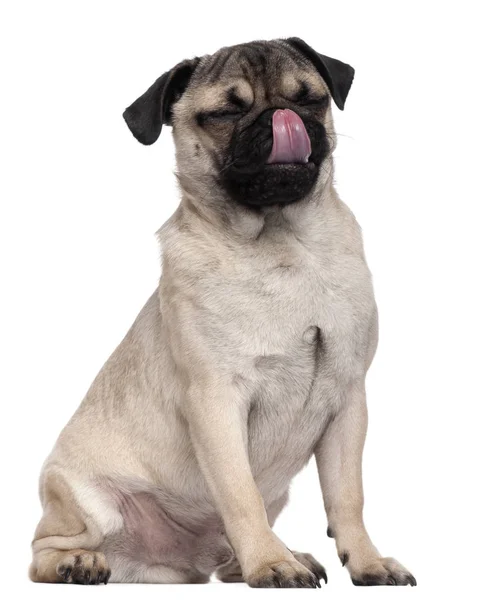 Pug filhote de cachorro lambendo o rosto, 6 meses, sentado na frente do fundo branco — Fotografia de Stock