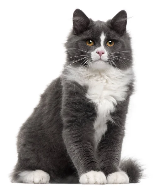 Grey and white cat, 5 months old, sitting in front of white back — Stock Photo, Image
