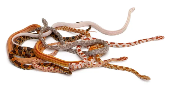 Cobras de milho sem escamas, Pantherophis Guttatus, em frente ao fundo branco — Fotografia de Stock