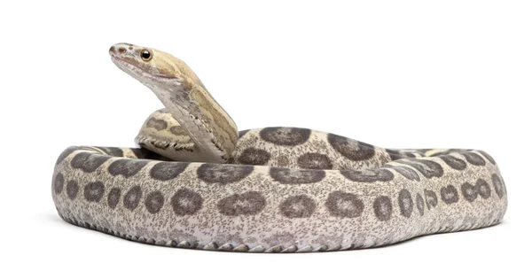 Scaleless Corn Snake, Pantherophis Guttatus, in front of white background — Stock Photo, Image