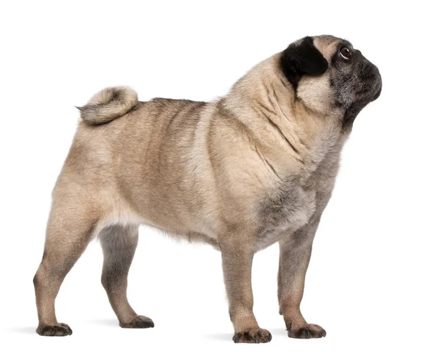 Old pug, 6 years old, standing in front of white background — Stock Photo, Image