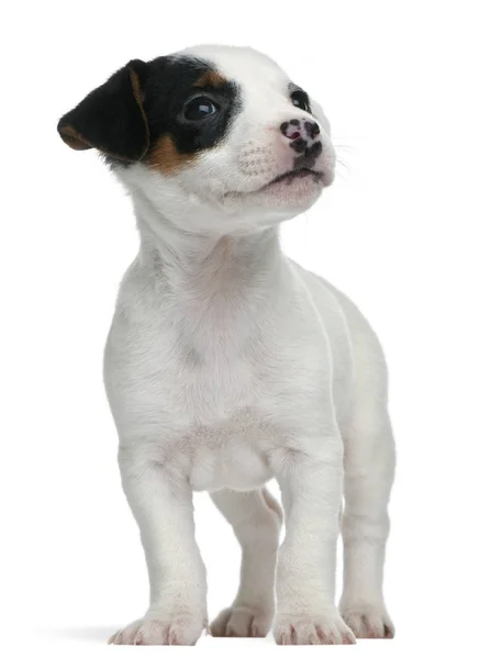 Jack Russell Terrier cachorrinho, 7 semanas de idade, em pé na frente do wh — Fotografia de Stock