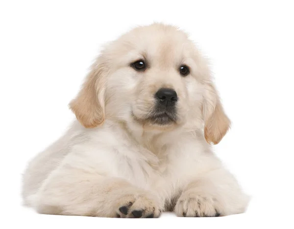 黄金猎犬的小狗，20 周老的前面躺在白色的背景 — 图库照片