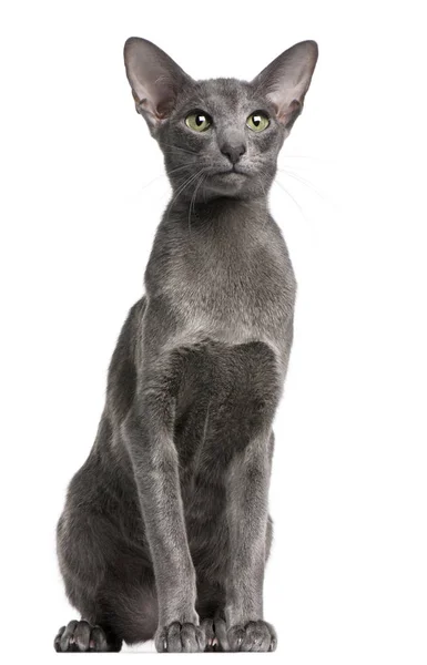 Oriental Shorthair gato, 10 meses de edad, sentado delante de fondo blanco — Foto de Stock